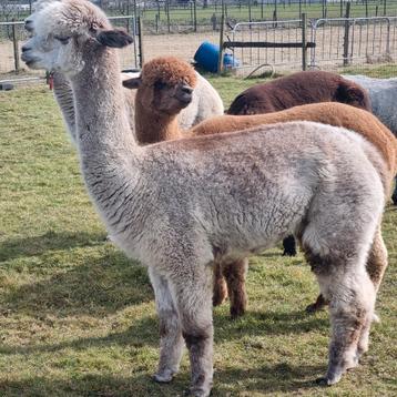 Alpaca merrie met volledig  stamboek beschikbaar voor biedingen