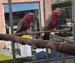 Rosé kaketoes, Dieren en Toebehoren, Vogels | Parkieten en Papegaaien