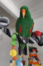 Tamme edel papegaai, Animaux & Accessoires, Oiseaux | Perruches & Perroquets, Domestique, Perroquet