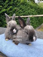 Vlaamse reus / Duitse reus nestje Siamees Sable, Dieren en Toebehoren