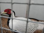 Koppel zilverfazanten, Dieren en Toebehoren, Pluimvee, Meerdere dieren, Overige soorten