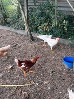 HANEN legkip, Dieren en Toebehoren, Pluimvee