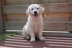 Prachtige Golden retriever pups (ouders aanwezig), Golden retriever, België, CDV (hondenziekte), 8 tot 15 weken