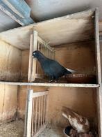 Afghaanse duiven te koop, Dieren en Toebehoren, Meerdere dieren, Overige soorten