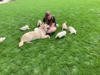 Chiots Golden Retriever avec leurs parents exposés, Golden retriever, Plusieurs, Parvovirose, Belgique