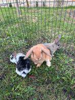 schattige kleine konijntjes, Dieren en Toebehoren