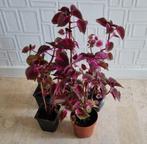 Siernetels / dovenetels / coleus, Huis en Inrichting, Kamerplanten, Ophalen of Verzenden, Overige soorten, Minder dan 100 cm