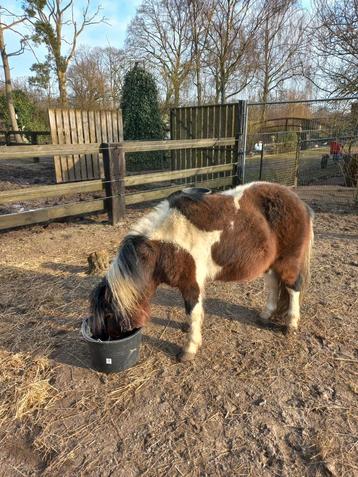 Mooie bonte shetlander hengst ter dekking, Dieren en Toebehoren, Pony's, Hengst
