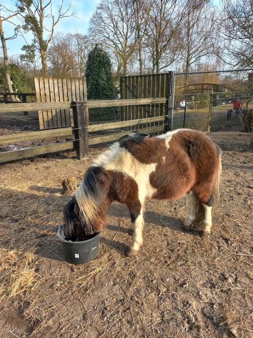 Mooie bonte shetlander hengst ter dekking, Dieren en Toebehoren, Pony's, Hengst
