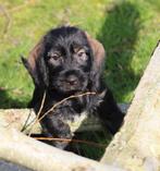 Teckel pup ruwhaar, Dieren en Toebehoren, België, Standaard, CDV (hondenziekte), 8 tot 15 weken