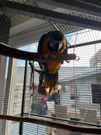 Ara plus 1 grote kooi, Dieren en Toebehoren, Ophalen, Nieuw, Metaal, Overige typen