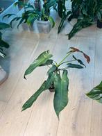 Philodendron Atabapoense, Ophalen of Verzenden