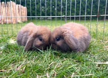 Minilop konijntjes, Dieren en Toebehoren, Konijnen, Vrouwelijk, Klein, Hangoor, 0 tot 2 jaar