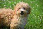 Poedel kruising pups maltipoo , pup labradoodle, 15 weken tot 1 jaar, Buitenland, CDV (hondenziekte), Meerdere