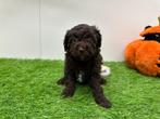 Nestje Toy Poedel pups, Dieren en Toebehoren, Honden | Chihuahua's en Gezelschapshonden, Poedel, België, CDV (hondenziekte), 8 tot 15 weken