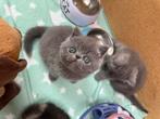 Exotic korthaar, Dieren en Toebehoren, Katten en Kittens | Raskatten | Korthaar, Meerdere dieren, Gechipt, 0 tot 2 jaar