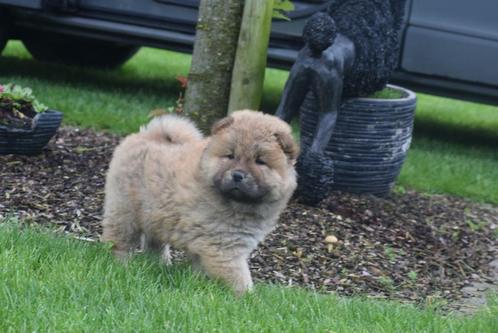 Chow-chow pups nieuw nestje geboren in Belgie, Dieren en Toebehoren, Honden | Poolhonden, Keeshonden en Oertypen, Meerdere dieren