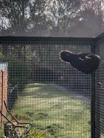 Chinese fluitlijster, Dieren en Toebehoren