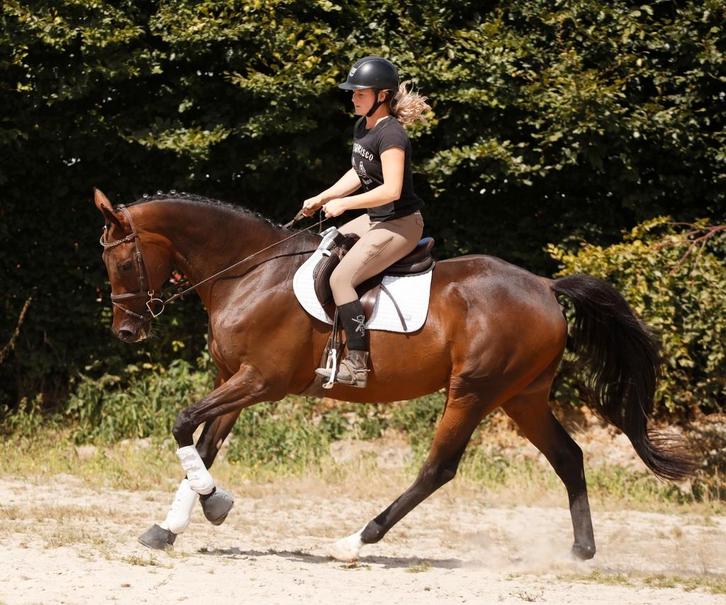 Absoluut lieve, betrouwbare en super stoere ruin!, Dieren en Toebehoren, Paarden, Ruin, B, 165 tot 170 cm, 11 jaar of ouder, Recreatiepaard