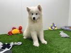 Samojeed pups
