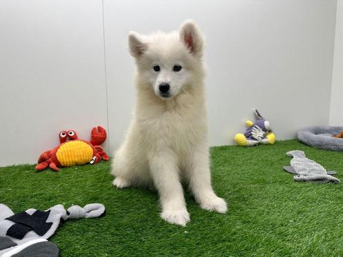 Samojeed pups, Dieren en Toebehoren, Honden | Poolhonden, Keeshonden en Oertypen, Meerdere dieren, Keeshond, Fokker | Professioneel