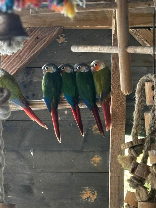 Pyrrhura´s, Dieren en Toebehoren, Vogels | Parkieten en Papegaaien, Papegaai, Meerdere dieren, Geringd