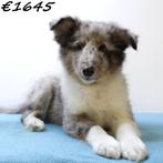 Sheltie (reutjes) pups te koop, 15 weken tot 1 jaar, Buitenland, CDV (hondenziekte), Meerdere