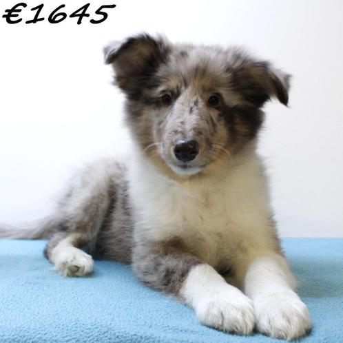 Sheltie (reutjes) pups te koop, Dieren en Toebehoren, Honden | Herdershonden en Veedrijvers, Reu, Overige rassen, Handelaar, Meerdere