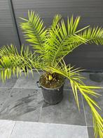 Palmiers canariensis 30€, Jardin & Terrasse, Enlèvement