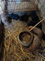 Cavia zeugjes, Dieren en Toebehoren, Knaagdieren, Cavia, Juni, Vrouwelijk, Tam