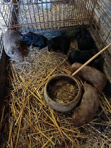 Cavia zeugjes beschikbaar voor biedingen