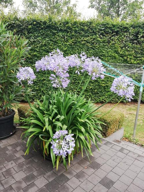 Agapanthus, Jardin & Terrasse, Plantes | Jardin, Plante fixe, Autres espèces, Plein soleil, Été, Enlèvement