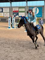 D pony, Dieren en Toebehoren, Pony's