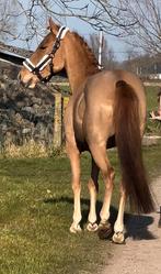 Uitzonderlijk lieve D kinderpony, Dieren en Toebehoren, Merrie, B, 7 tot 10 jaar, D pony (1.37m tot 1.48m)