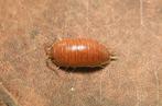 Porcellio laevis “orange”