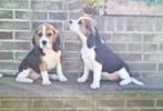 beagle pups, Dieren en Toebehoren, Honden | Beagles, Bassets en Lopende honden, België, Beagle, 8 tot 15 weken, CDV (hondenziekte)