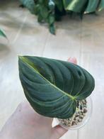 Philodendron Melanochrysum Variegata (1), Huis en Inrichting, Ophalen of Verzenden