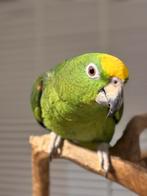 Tamme geelvoorhoofd Amazone Pop, Dieren en Toebehoren, Vogels | Parkieten en Papegaaien, Vrouwelijk, Papegaai, Pratend