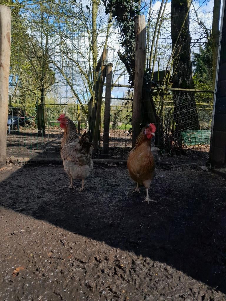 Trio cream legbar (groene eieren), Plusieurs animaux, Poule ou poulet