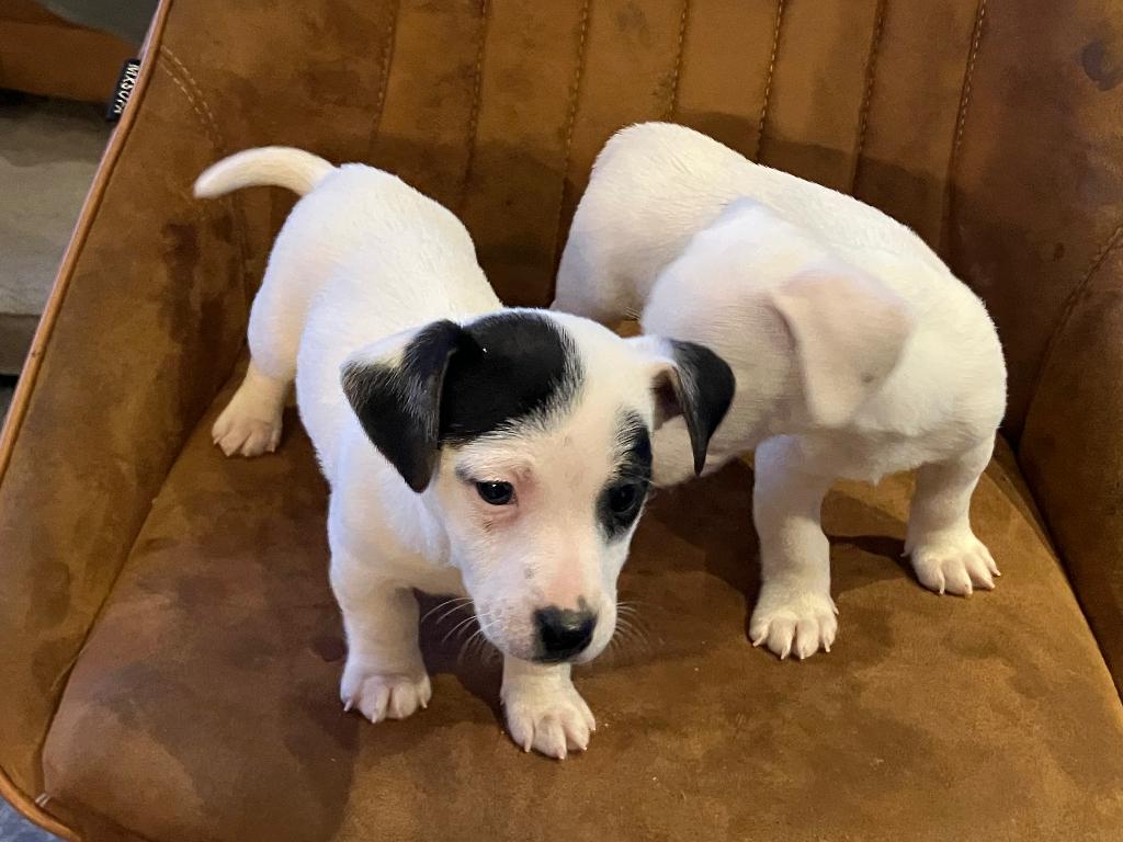 Jack russell pups, België, Fokker | Hobbymatig, Jack Russell Terriër, 8 tot 15 weken