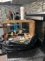 Male parva du Maroc 250e, Oiseau chanteur sauvage