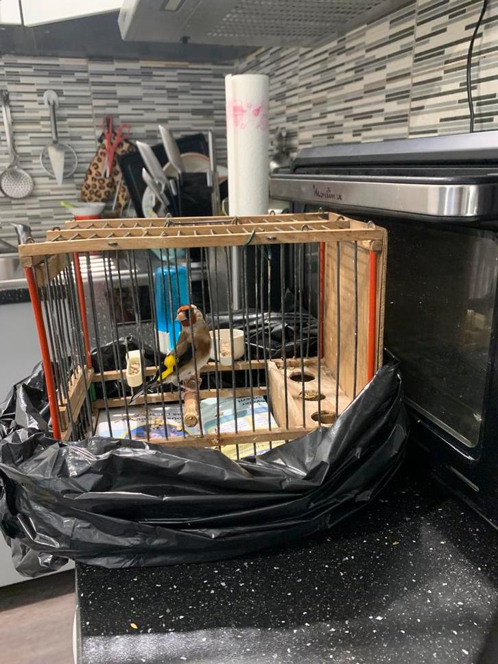 Male parva du Maroc 250e, Dieren en Toebehoren, Vogels | Overige Vogels, Wildzangvogel