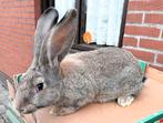 konijn Vlaamse reus, Dieren en Toebehoren, Konijnen, Vrouwelijk, Groot