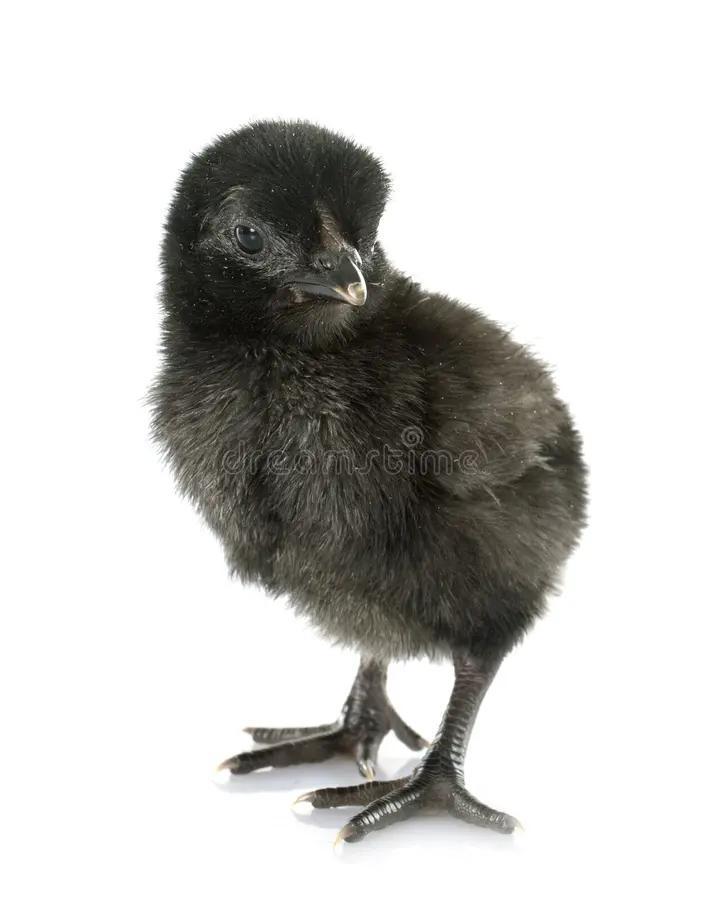 Verschillende soorten kuiken te koop 🐣, Dieren en Toebehoren, Pluimvee, Eend, Geslacht onbekend