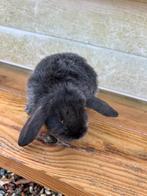 Nederlandse hangoor 2 mannetjes, Dieren en Toebehoren, Konijnen, Hangoor