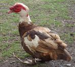 Œufs de canne de BARBARIE, Canard