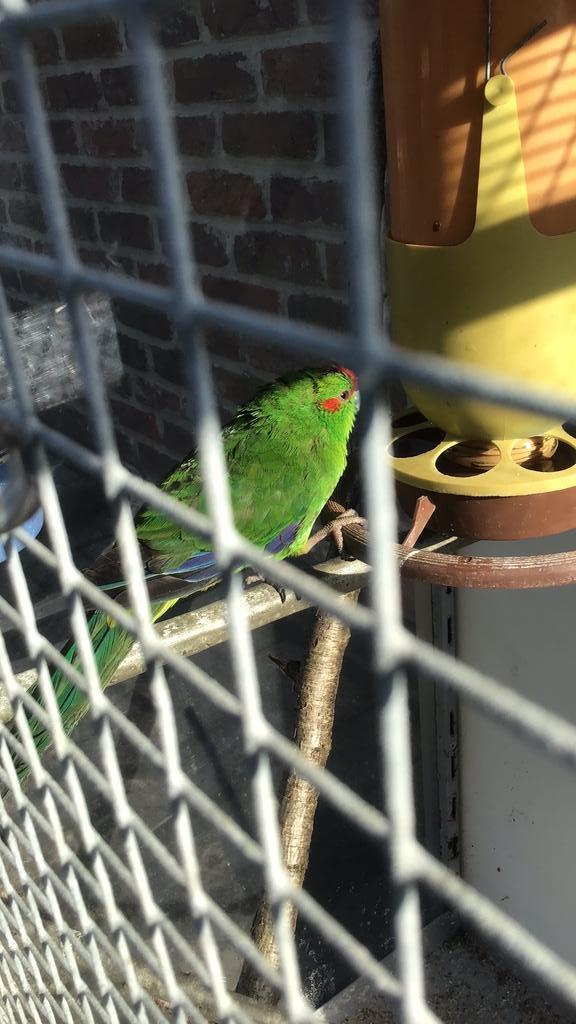 Gezocht: kakariki pop omgeving stekene, Animaux & Accessoires, Oiseaux | Perruches & Perroquets