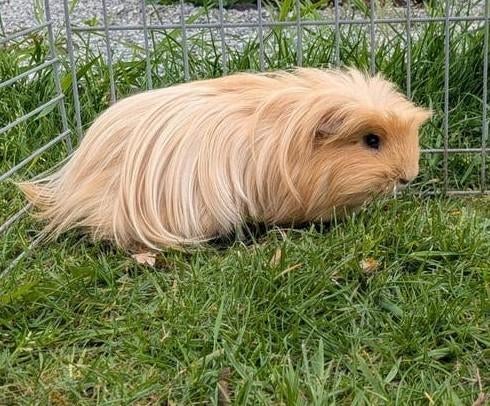 Prachtige coronet cavia beer, Dieren en Toebehoren, Knaagdieren, Cavia, Mannelijk, Tam, Oktober