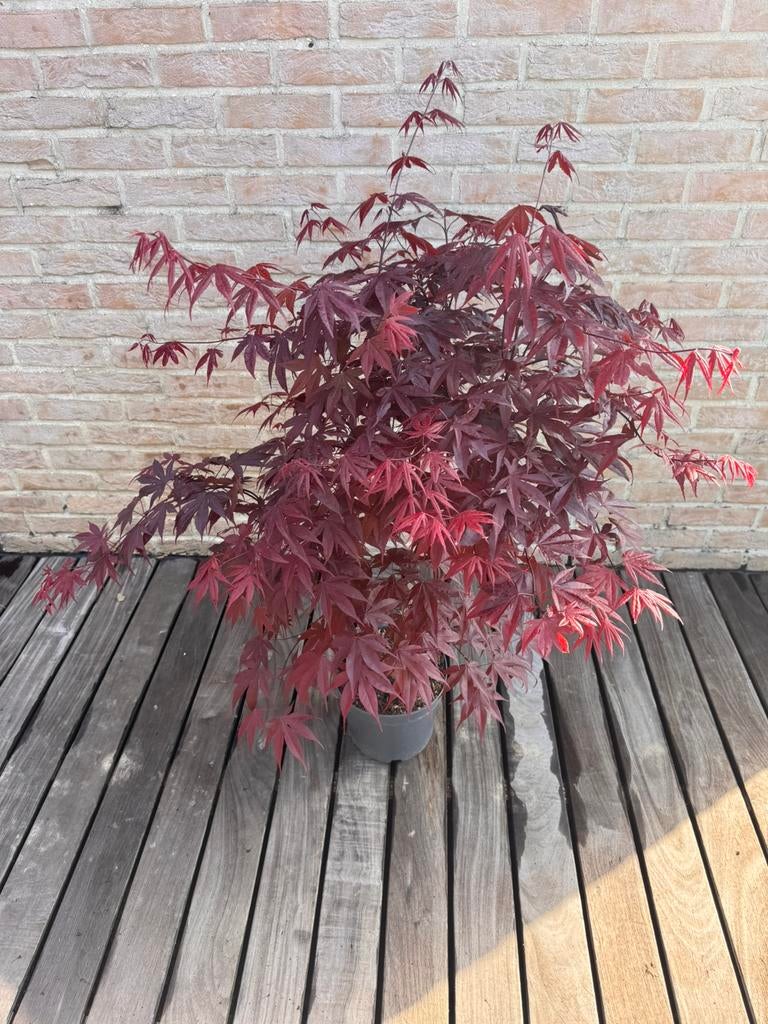 Japanse Esdoorn “acer Palmatum Bloodgood”, Jardin & Terrasse, Plantes | Arbres, Autres espèces, Moins de 100 cm, Plein soleil