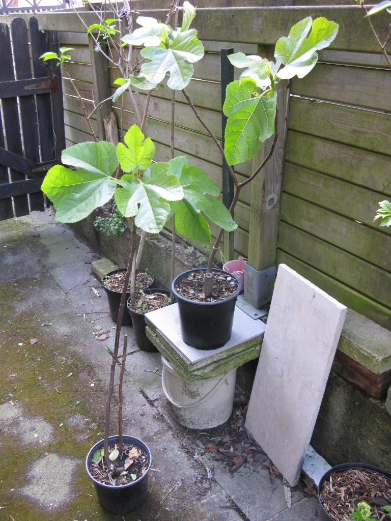 Plant de figuier en pot, Tuin en Terras, Planten | Fruitbomen, Vijgenboom, 400 cm of meer, Volle zon, Zomer, In pot, Ophalen
